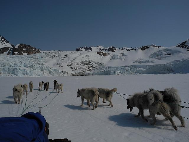 Dog sledding