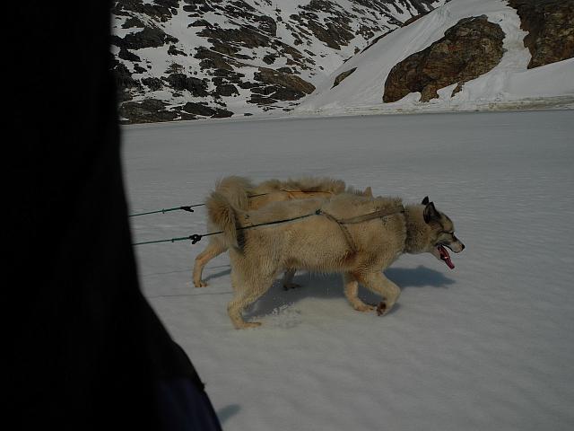 Dog sleding