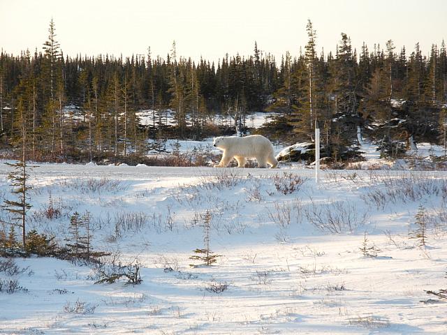 the first encounter with a polar bear