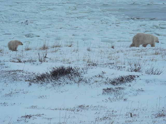 32 polar bears on a one day trip with a Tundra Buggy