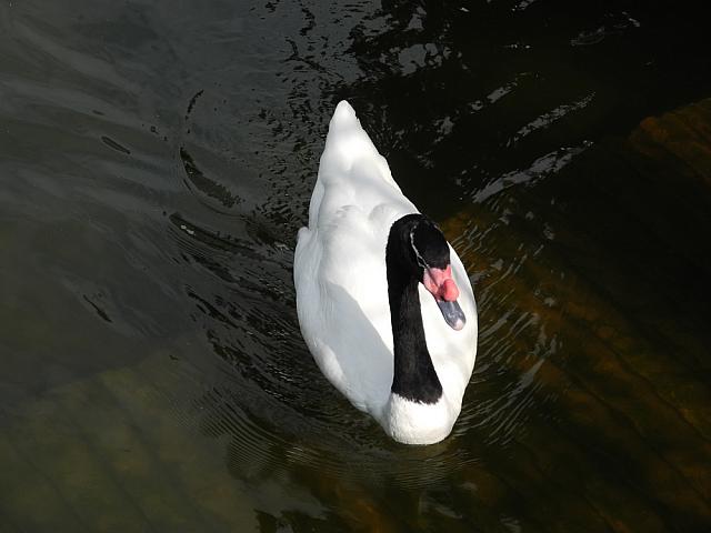 Black or white swan? Kowloon Park