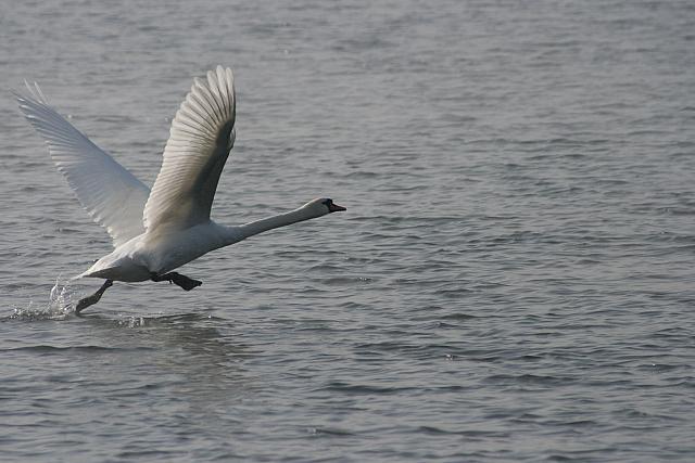 swan on take off run