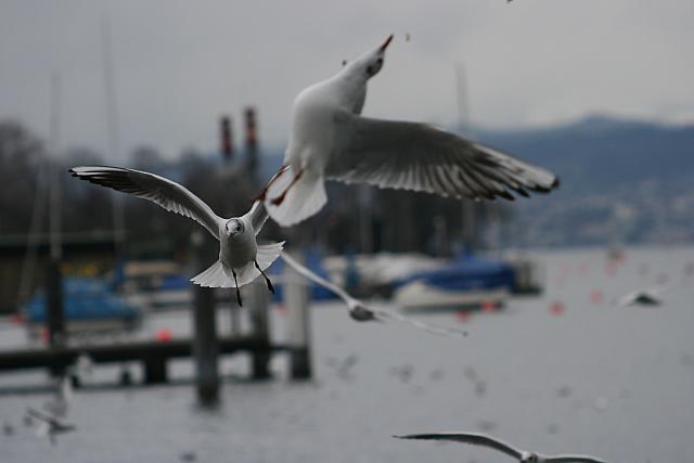 Gull starts a looping