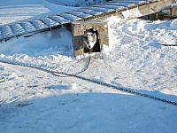 Dogs in Churchill freeze hardly