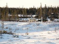 the first encounter with a polar bear