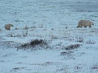 32 polar bears on a one day trip with a Tundra Buggy