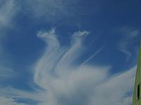 Swan over the Port of Helsinki