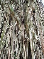 Hong Kong's largest rubber tree