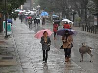 Nara Park is a public park located in the city of Nara