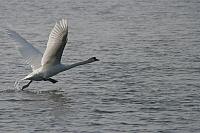 swan on take off run